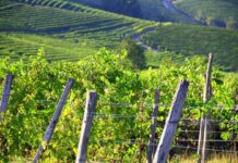 Langhe Weinberglandschaft