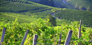 Paysage viticole des Langhe