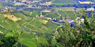 Nel Regno del Barbaresco