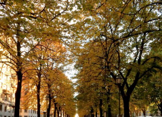 Autunno a Torino