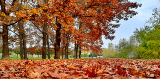Foliage urbano a Torino