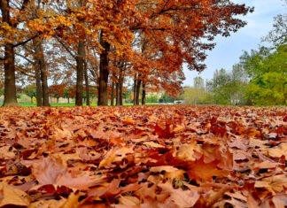 Foliage urbano a Torino